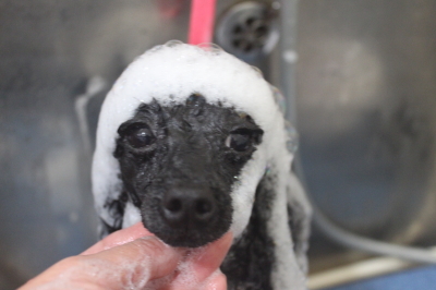 千葉県鎌ヶ谷市のトイプードルのシャンプー画像