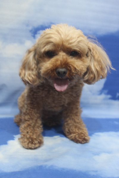 千葉県船橋市のトイプードルのトリミング前画像