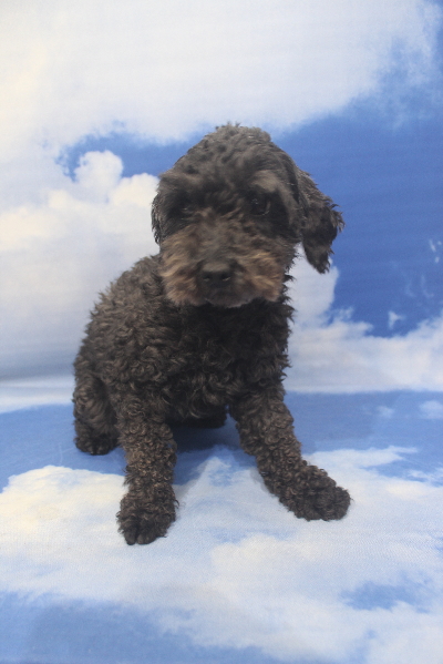 トイプードルブリーダーの成犬、トリミング前画像