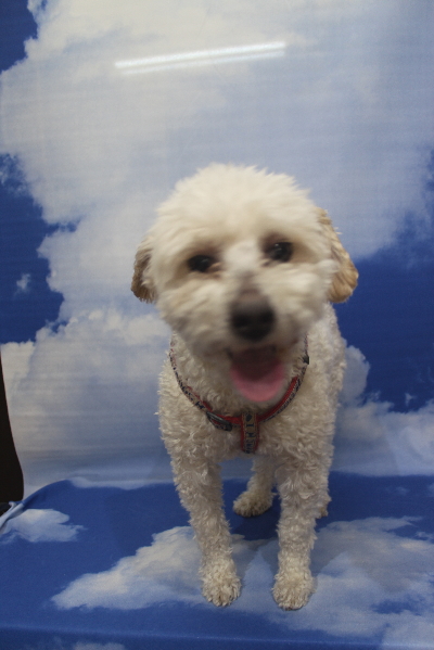 千葉県船橋市のトイプードルのトリミング前画像