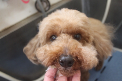 千葉県船橋市のトイプードルの歯磨き画像