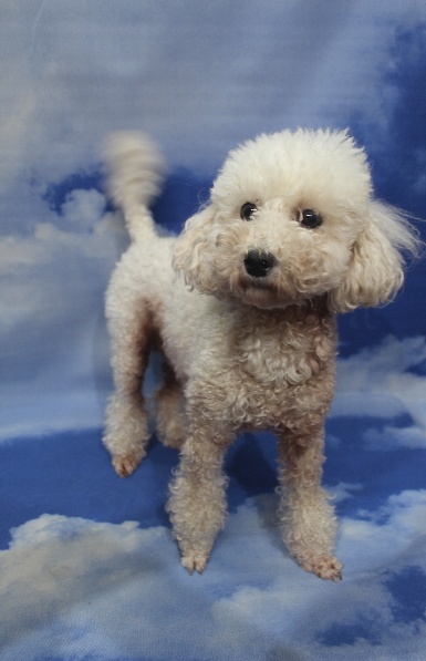 トイプードルブリーダーの成犬、トリミング前画像