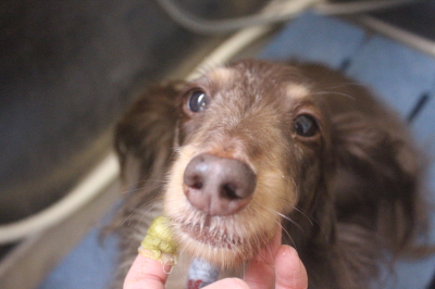 千葉県松戸市のミニチュアダックスの歯磨き画像