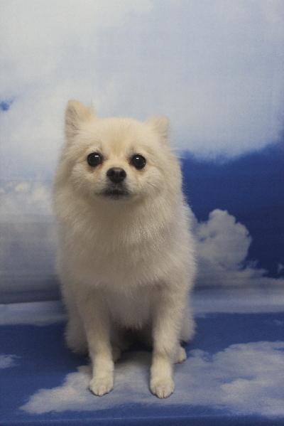 東京都港区のポメラニアンのトリミング画像