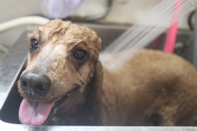 千葉県鎌ヶ谷市のトイプードルのオゾンシャワー画像