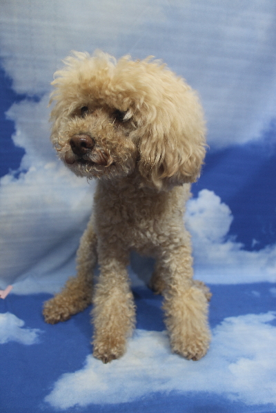 千葉県船橋市のトイプードルのトリミング前画像