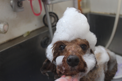 千葉県船橋市のトイプードルのシャンプー画像