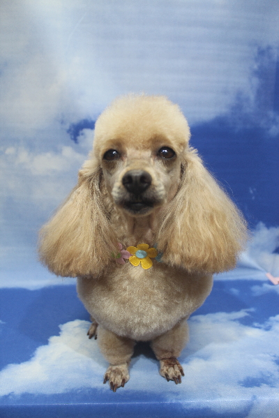 千葉県船橋市のトイプードルのトリミング画像