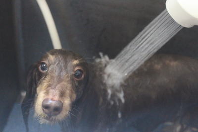 千葉県松戸市のミニチュアダックスのオゾンシャワー画像