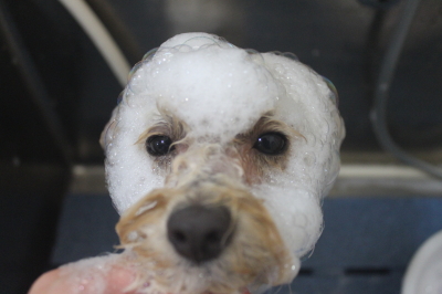 千葉県鎌ケ谷市のトイプードルのシャンプー画像