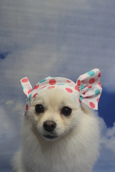 東京都港区のポメラニアンのトリミング画像