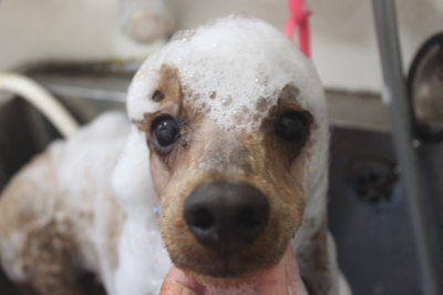 千葉県鎌ヶ谷市のトイプードルのシャンプー画像