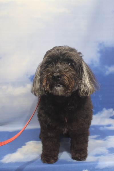 千葉県船橋市のトイプードルのトリミング前画像