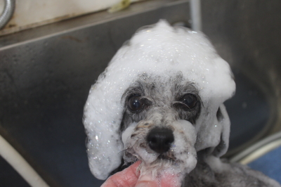 千葉県船橋市のトイプードルのシャンプー画像