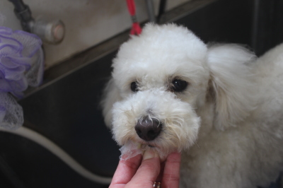 千葉県鎌ヶ谷市のトイプードルの歯磨き画像