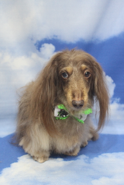 千葉県松戸市のミニチュアダックスのトリミング画像