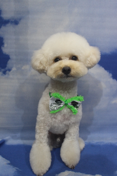 千葉県鎌ケ谷市のトイプードルのトリミング画像