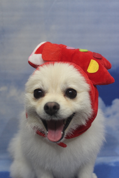 東京都港区のポメラニアンのトリミング画像