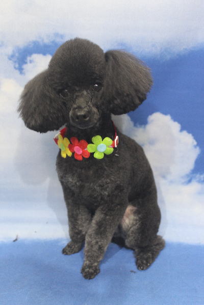 千葉県鎌ヶ谷市のトイプードルのトリミング画像