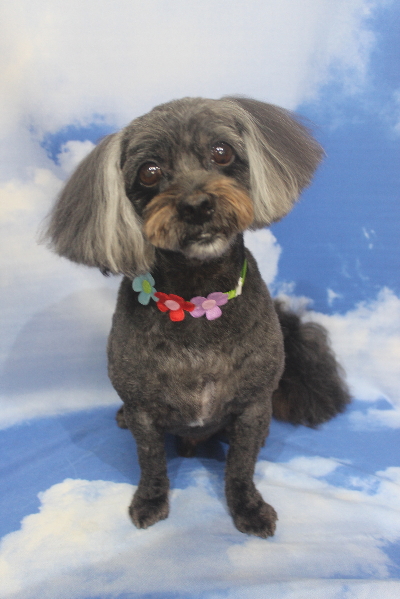 千葉県船橋市のトイプードルのトリミング画像