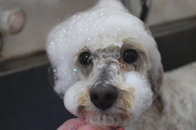 千葉県鎌ヶ谷市のトイプードルのシャンプー画像