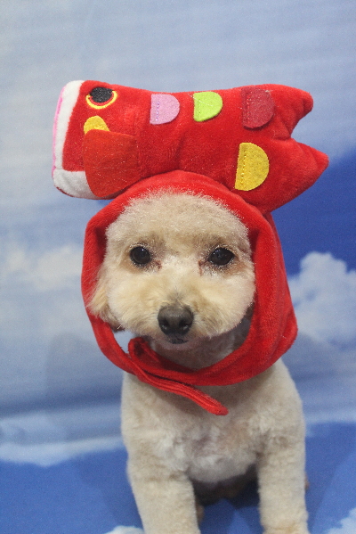 千葉県鎌ケ谷市のトイプードルのトリミング画像