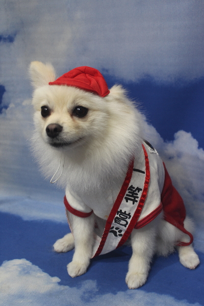 東京都港区のポメラニアンのトリミング画像