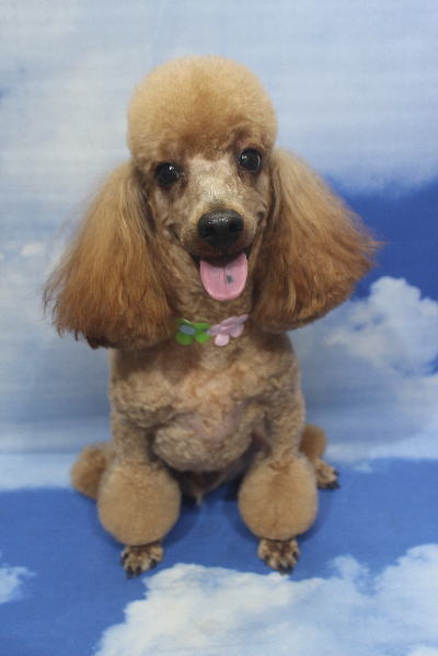 千葉県鎌ヶ谷市のトイプードルのトリミング画像