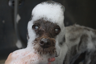 千葉県船橋市のトイプードルのシャンプー画像