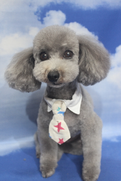 千葉県船橋市のトイプードルのトリミング画像