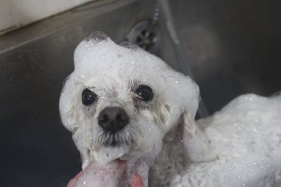 千葉県船橋市のトイプードルのシャンプー画像