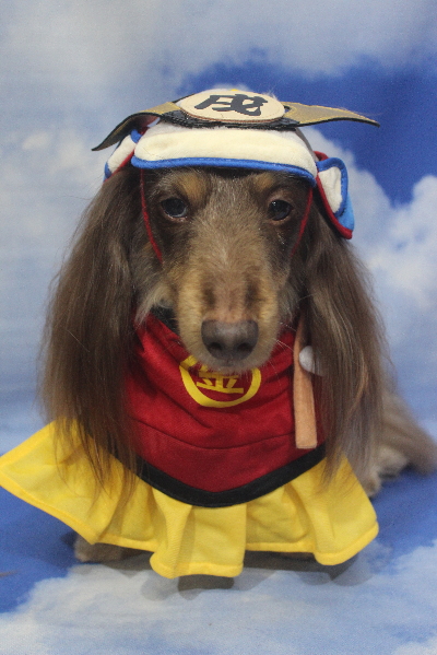 千葉県松戸市のミニチュアダックスのトリミング画像