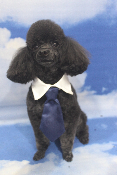 千葉県鎌ヶ谷市のトイプードルのトリミング画像