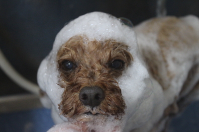 千葉県船橋市のトイプードルのシャンプー画像