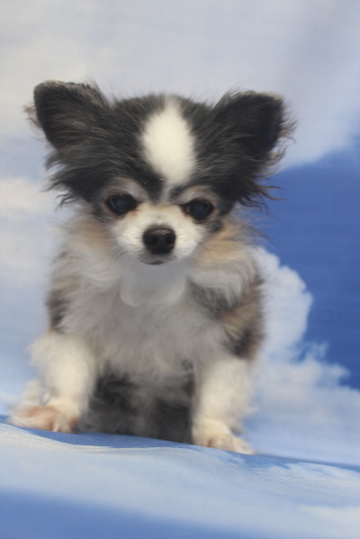 千葉県鎌ケ谷市のチワワのトリミング前画像