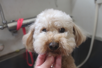 千葉県船橋市のトイプードルの歯磨き画像