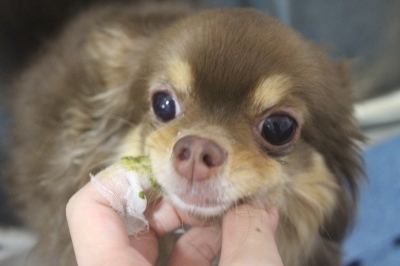 千葉県鎌ケ谷市のロングコートチワワの歯磨き画像