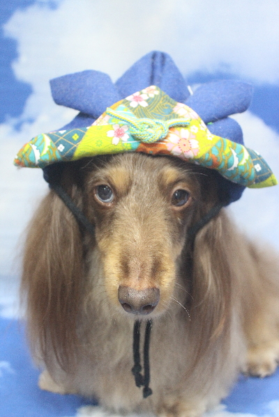 千葉県松戸市のミニチュアダックスのトリミング画像