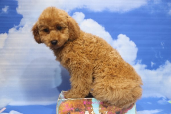 タイニープードル子犬レッド女の子(メス)、生後5ヶ月。千葉県鎌ヶ谷市船橋市市川市柏市ブリーダー画像