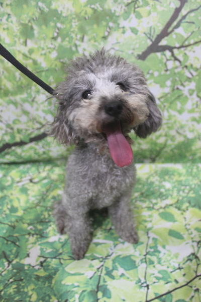 トイプードルブリーダーの成犬、トリミング画像