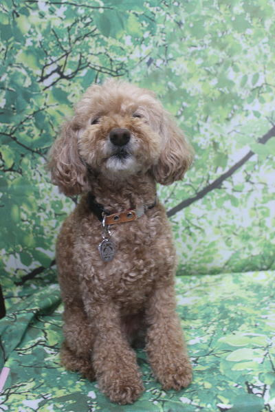 千葉県松戸市のトイプードルのトリミング前画像