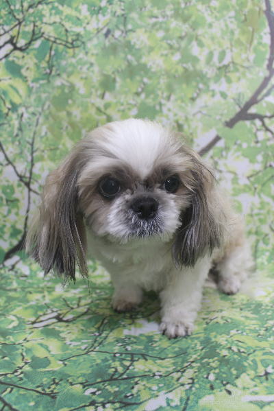 千葉県鎌ケ谷市のシーズーのトリミング前画像