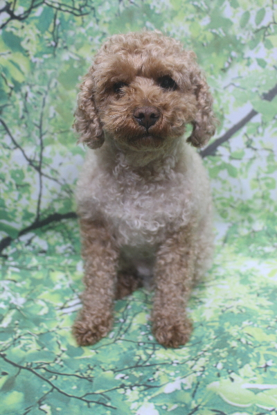 千葉県鎌ケ谷市のトイプードルのトリミング前画像