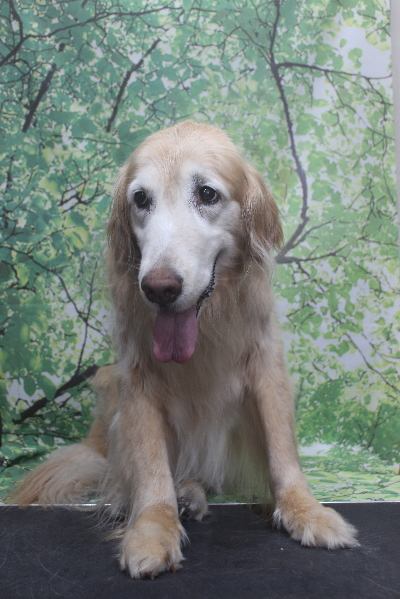 千葉県市川市のゴールデンレトリバーのトリミング前画像