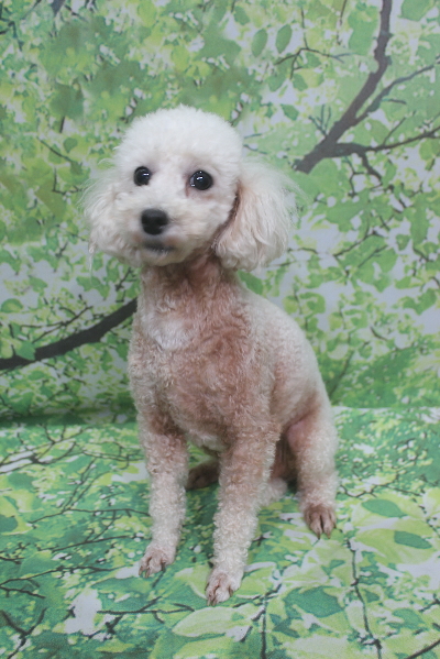 トイプードルブリーダーの成犬、トリミング画像