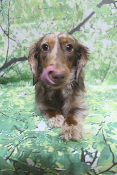 千葉県佐倉市のカニンヘンダックストリミング前画像