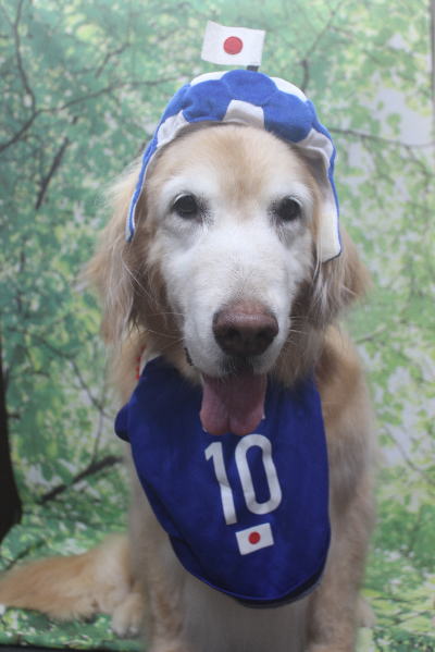 千葉県市川市のゴールデンレトリバーのトリミング画像