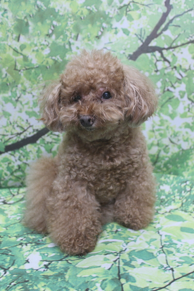 千葉県船橋市のトイプードルのトリミング前画像