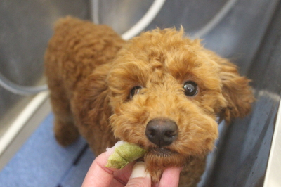 千葉県船橋市のトイプードルの歯磨き画像
