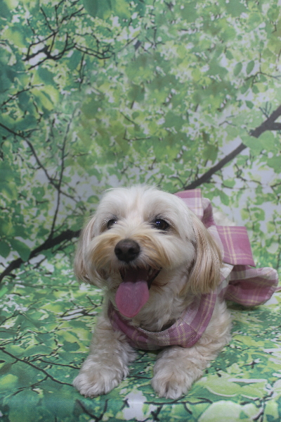 千葉県鎌ケ谷市のミックス犬のトリミング前画像